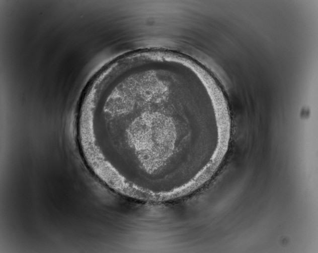 X0000103900983200810311406