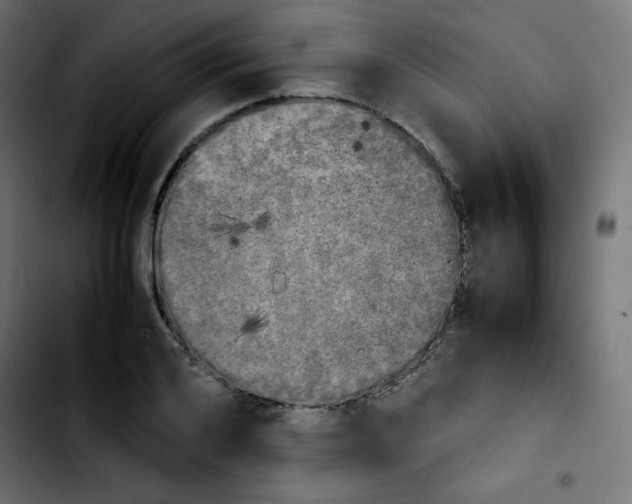 X0000103900984200810311406