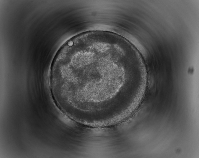 X0000103900988200810311406