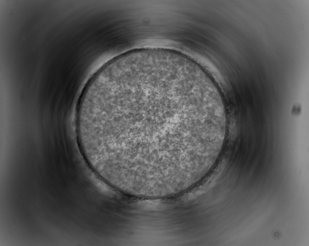 X0000103900990200810311406