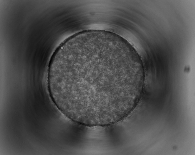 X0000103900992200810311406