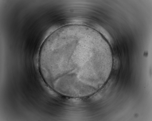 X0000103900994200810311406