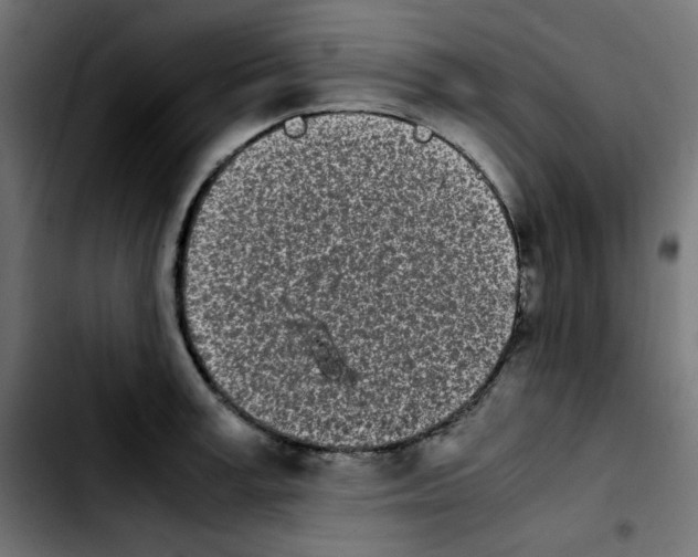 X0000103900995200810311406