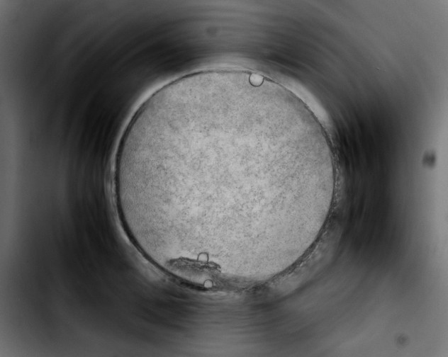 X0000103900996200810311405