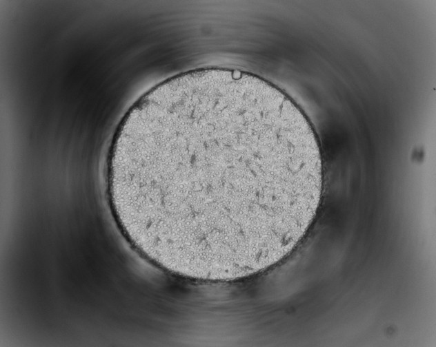 X0000103900999200810311405