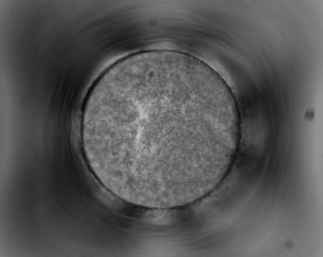 X0000103901000200810311405