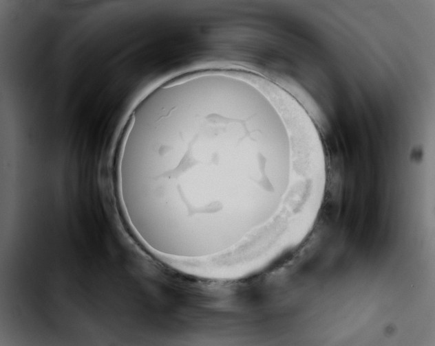 X0000103901004200810311405