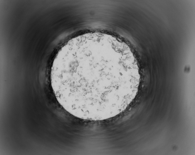 X0000103901016200810311405