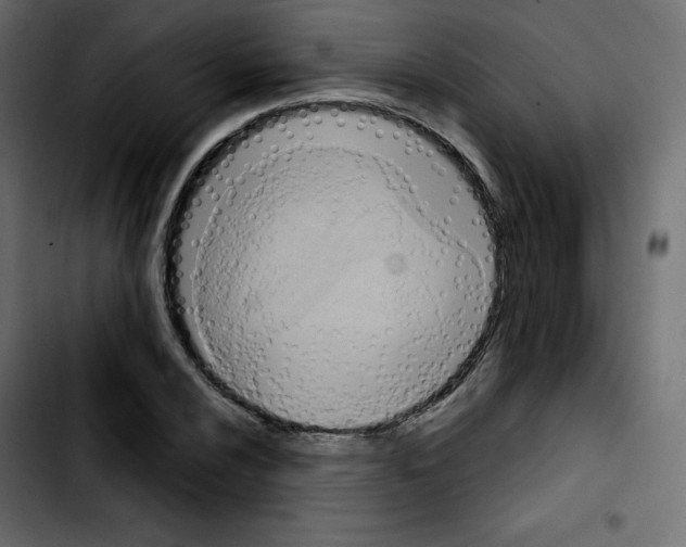 X0000103901024200810311405