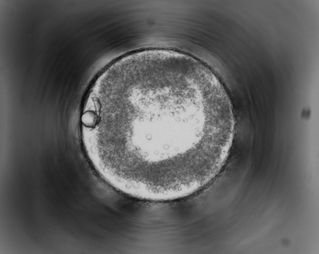 X0000103901030200810311405