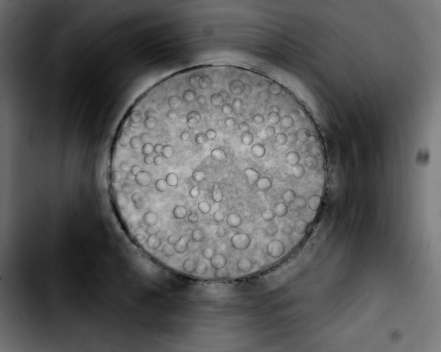 X0000103901040200810311405