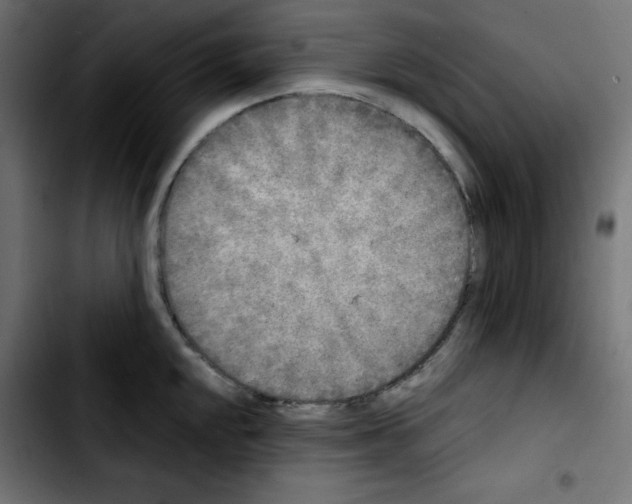 X0000103901048200810311405