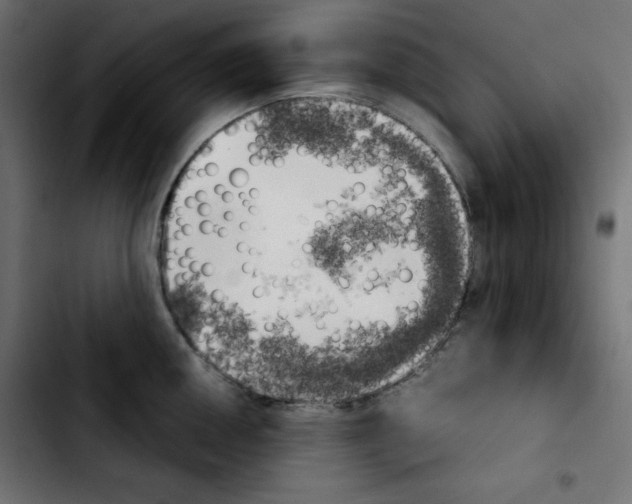 X0000103901050200810311405