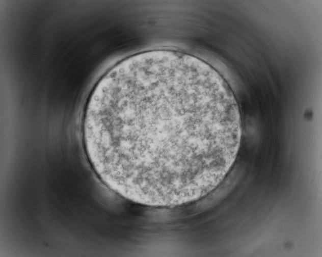 X0000103901054200810311405