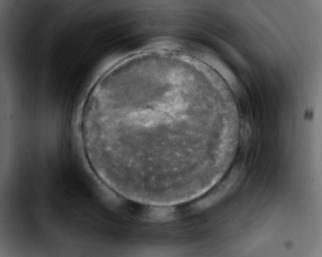 X0000103901055200810311405