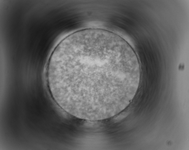 X0000103901056200810311405