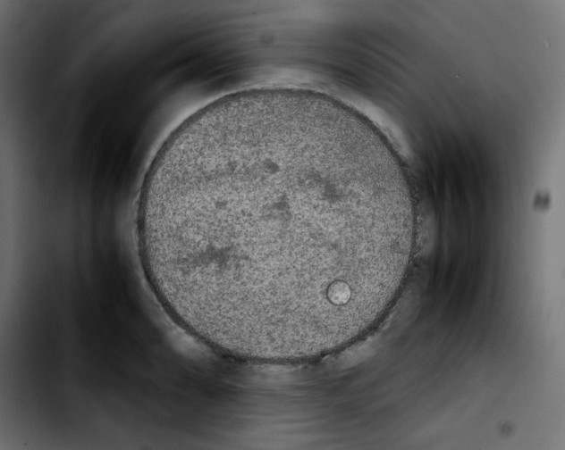 X0000103901086200810311404