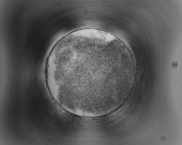 X0000103901104200810311404