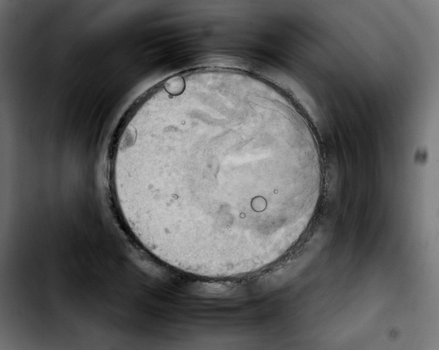 X0000103901125200810311403