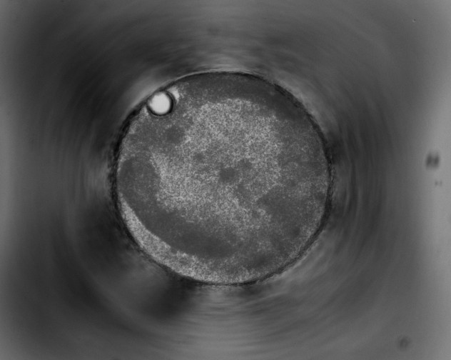 X0000103901163200810311403