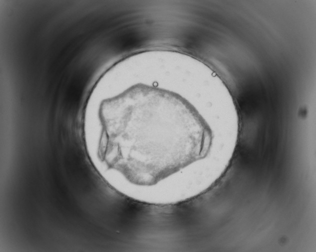 X0000103901196200810311402