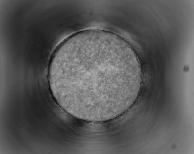 X0000103901216200810311402