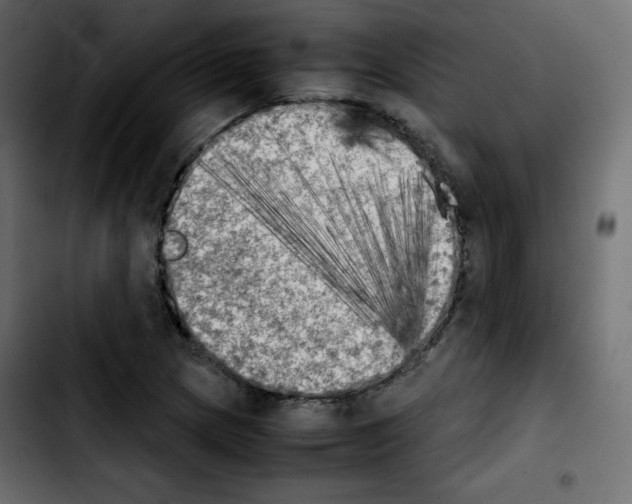 X0000103901217200810311402