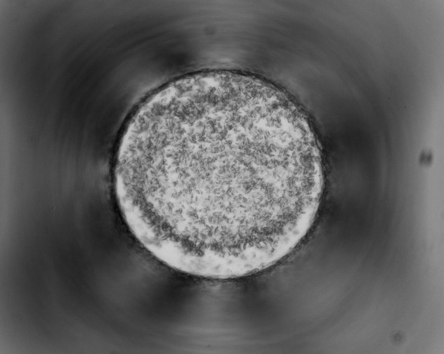 X0000103901218200810311402