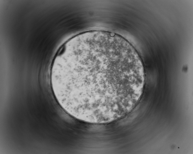 X0000103901238200810311402