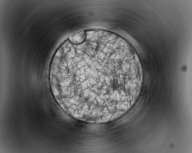 X0000103901240200810311402