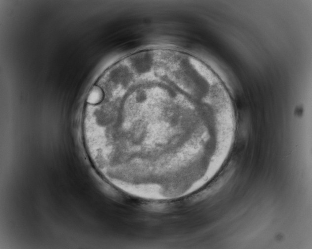 X0000103901245200810311402