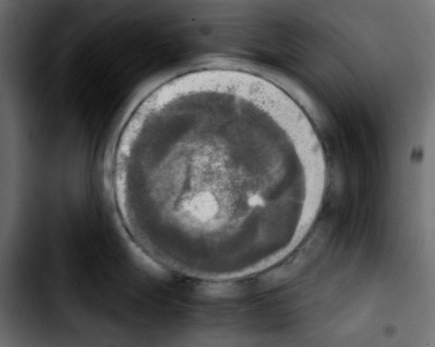 X0000103901247200810311402