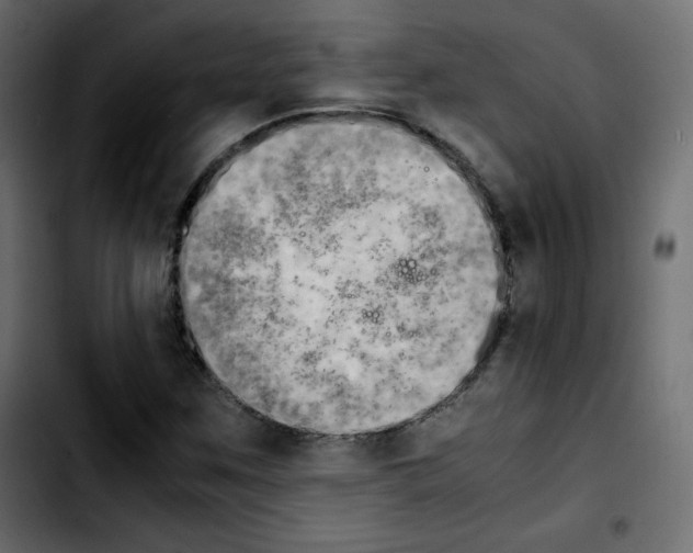 X0000103901259200810311401