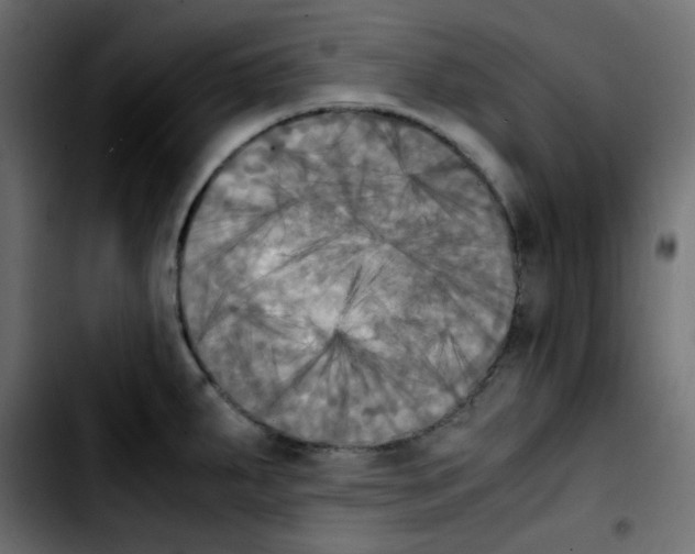 X0000103901287200810311401