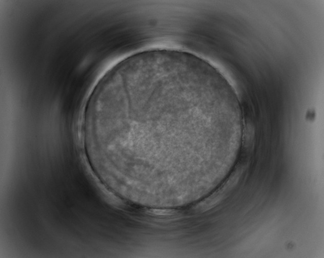 X0000103901295200810311401