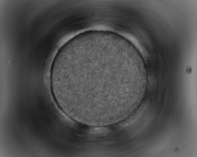 X0000103901335200810311401