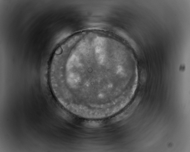 X0000103901411200810311359