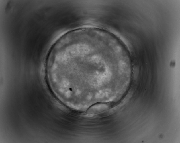 X0000103901415200810311359