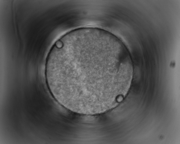 X0000103901424200810311359