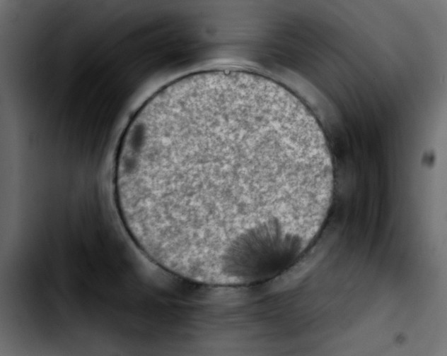 X0000103901430200810311359