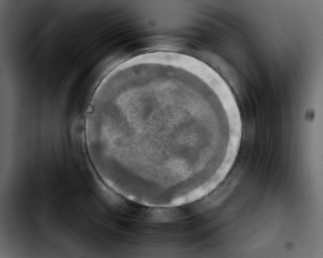 X0000103901433200810311359