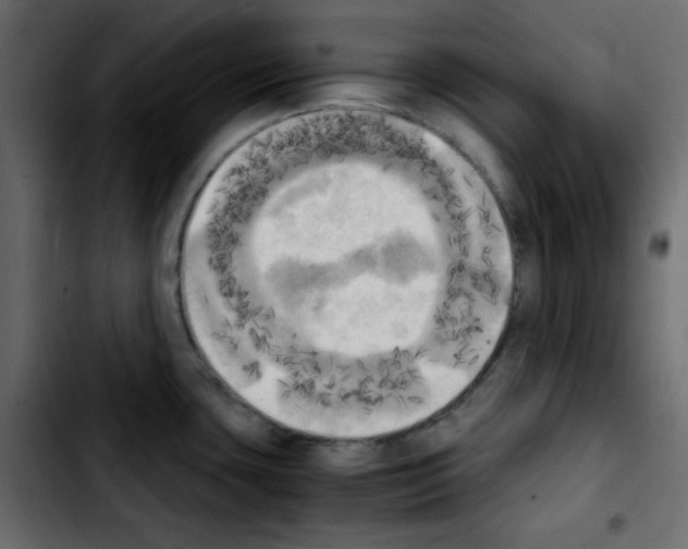 X0000103901435200810311359