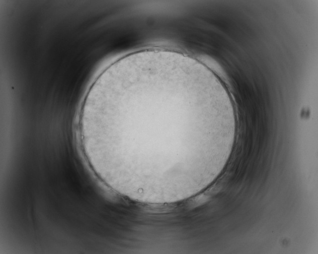 X0000103901440200810311359