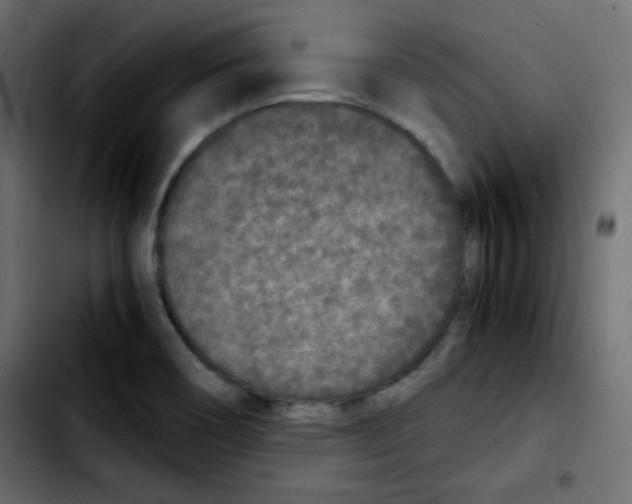 X0000103901466200810311358