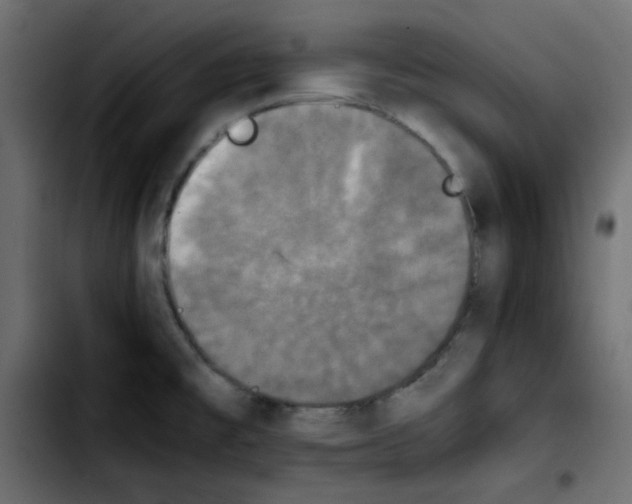 X0000103901477200810311358