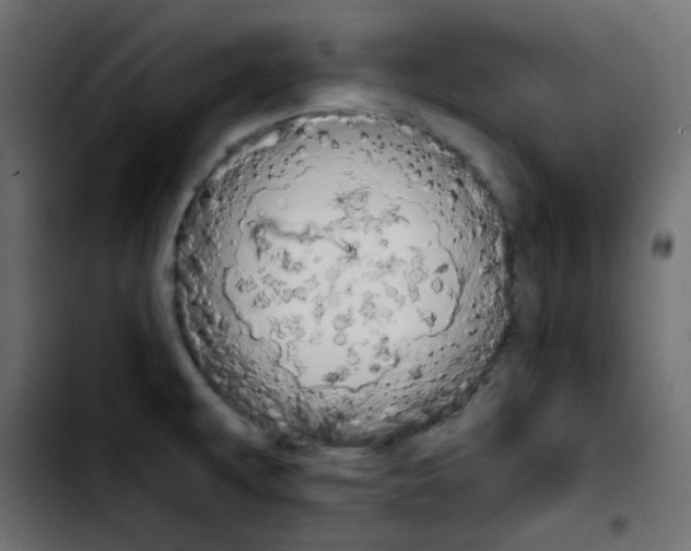 X0000103901479200810311358