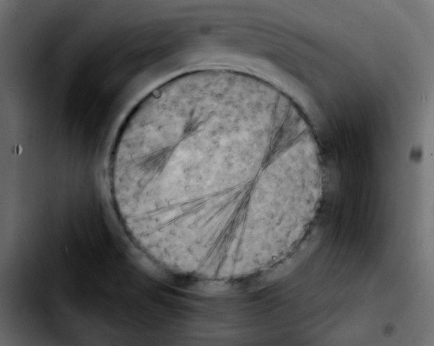 X0000103901517200810311357