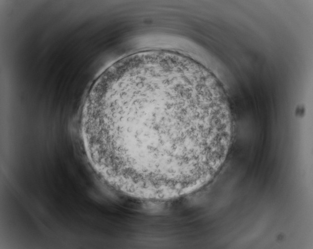 X0000103901521200810311358