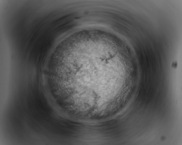 X0000103901529200810311358