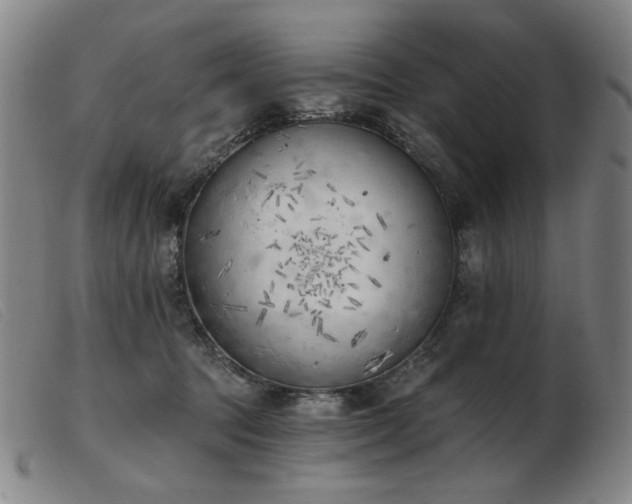 X0000103910369200809191307